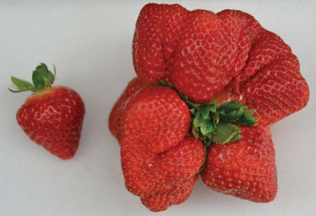 Amaou strawberry