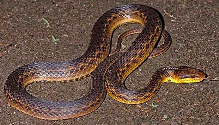 Assam Keelback snake