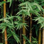 Bamboo