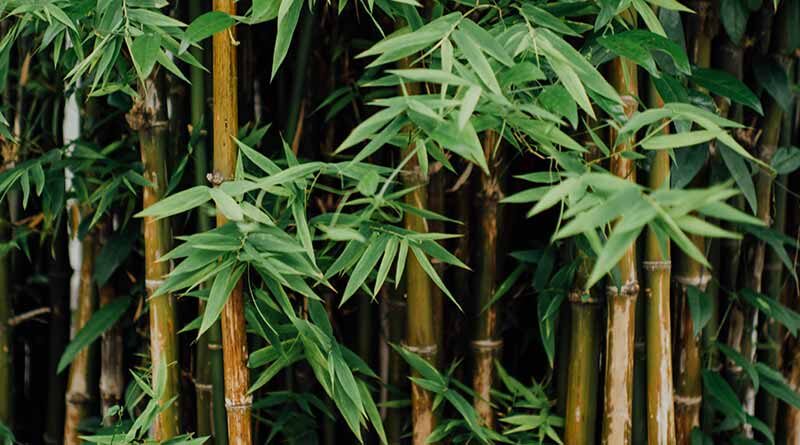 Bamboo