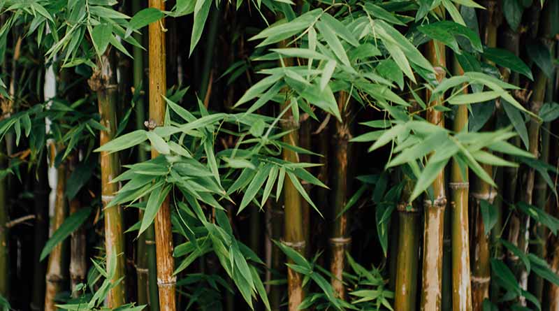 Bamboo