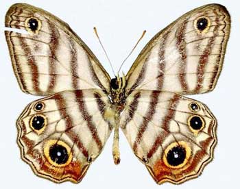 Black eyed satyr butterfly