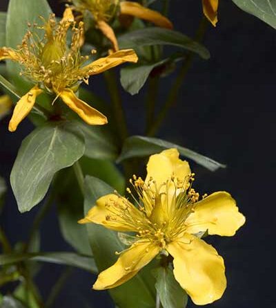 Glass flowers from the Blaschka Glass Models of Plants
