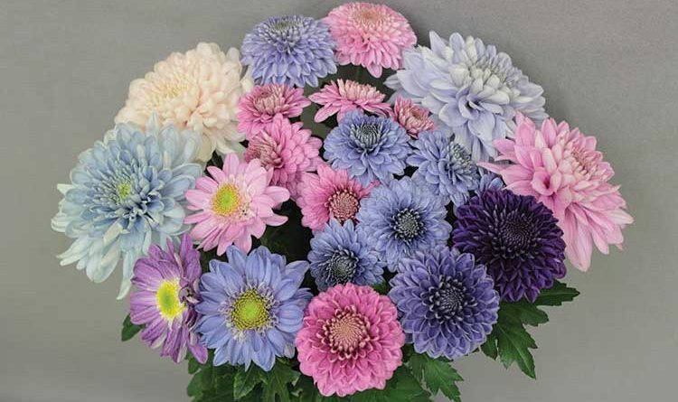 A bunch of blue chrysanthemums