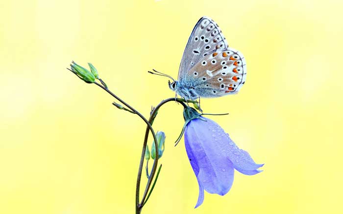 Butterfly sitting on a purple flower