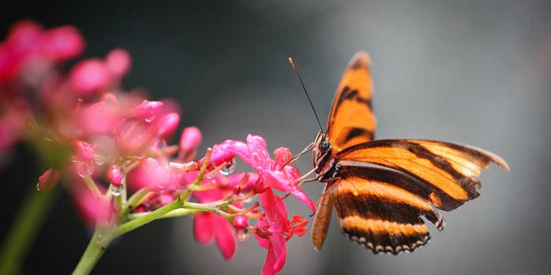 Butterfly sitting on a flower