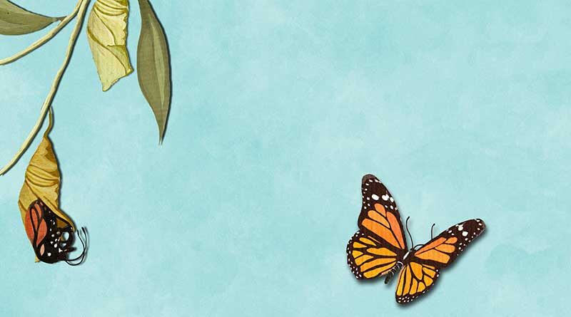 Butterfly emerging from a cocoon and flying away