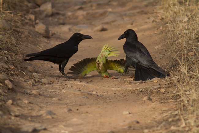 ‘Large-billed Bullies’: Joint Third Prize, Sanctuary Wildlife Photography Awards 2014 Photo: Balaji Loganathan / Sanctuary Photolibrary