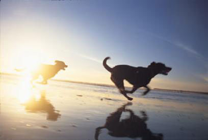 Dogs chasing each other