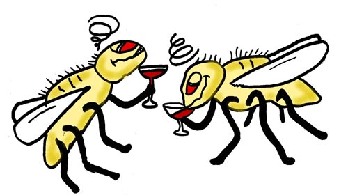 Fruit flies drinking alcohol