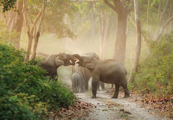 Elephants with their trunks entangled in the forest