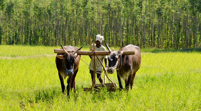 Farmer ploughing the field with the help of bullocks