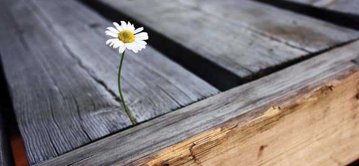 White daisy growing in between wood planks