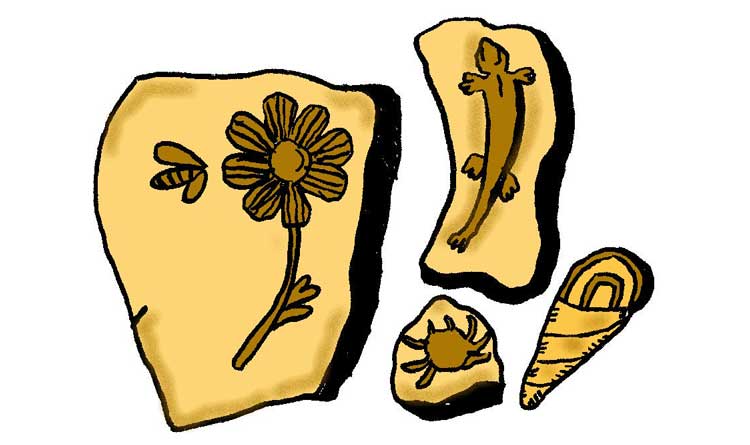 Illustration of fossils
