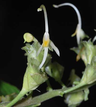 Globba andersonii