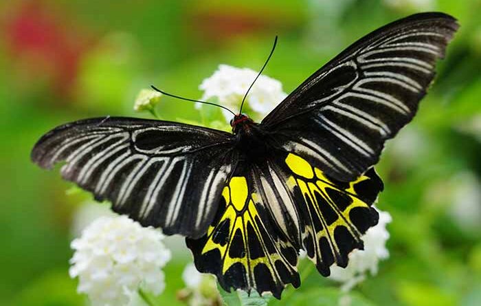 Golden Birdwing, Himalayan butterfly