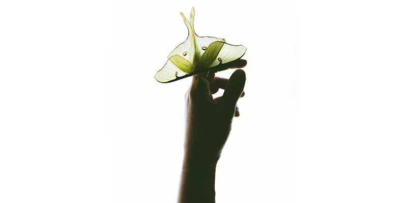Hand holding pale green butterfly