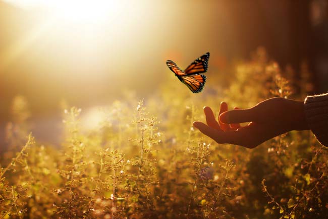 Hand releasing butterfly