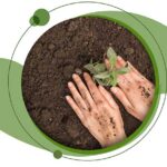 Hands planting a sapling in earth