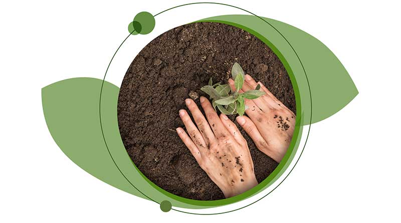 Hands planting a sapling in earth