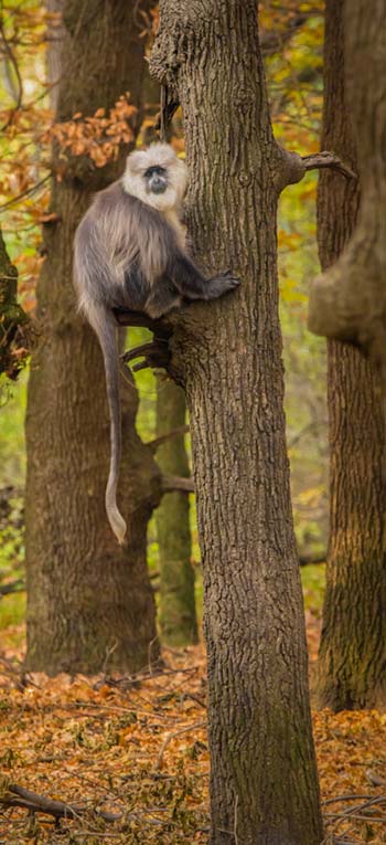 Himalayan Langur
