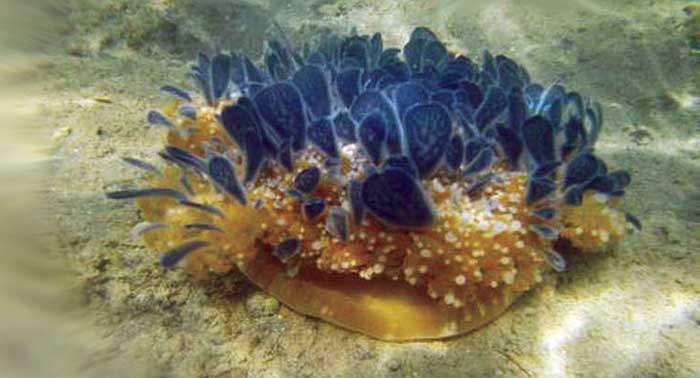 Jellyfish at the bottom of the lake in Ambarda, Gujarat