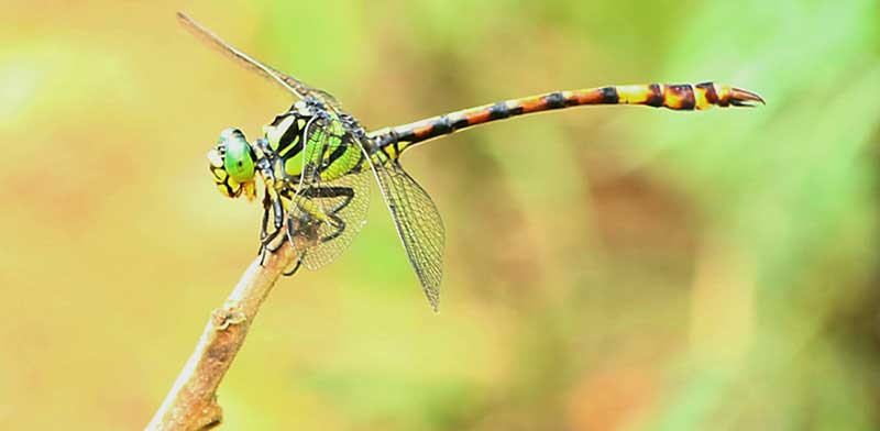Megalogomphus superbus Fraser dragonfly