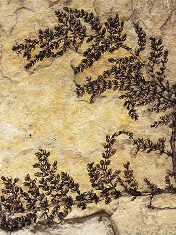 Montsechia vidalii fossil