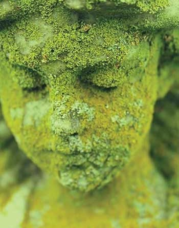 Moss on statue