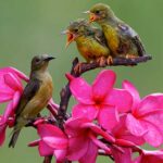 Olive-backed sunbird feeding babies while sitting on a flowering branch