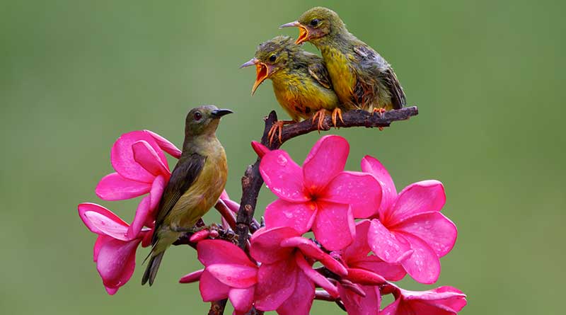 Olive-backed sunbird feeding babies while sitting on a flowering branch