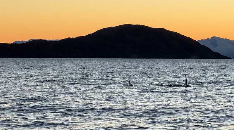 Orcas on the surface