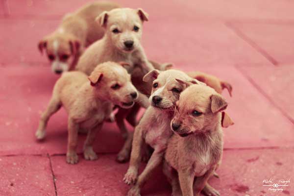 Cute puppies in a line