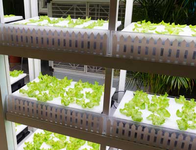 Lettuce being grown in a robot-run farm