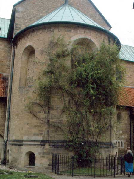 Rose of Hildesheim