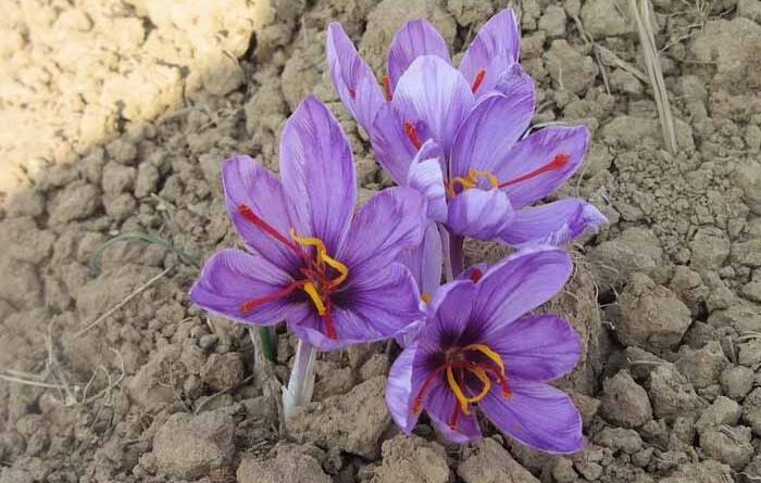 Kashmiri saffron flowers