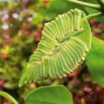 Forty two salmon arab butterfly caterpillars on a meswak leaf in Mumbai