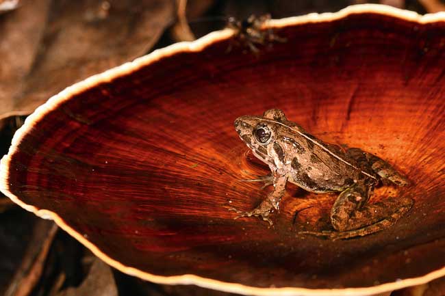South Asian cricket frog in bracket fungi