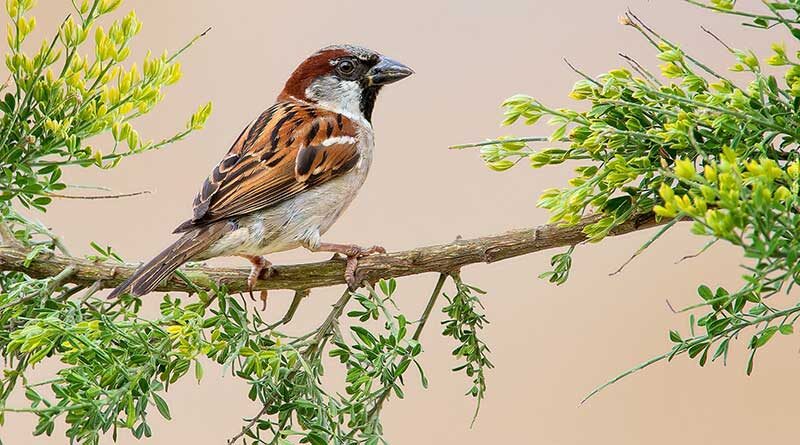 Sparrow sitting on a tree branch