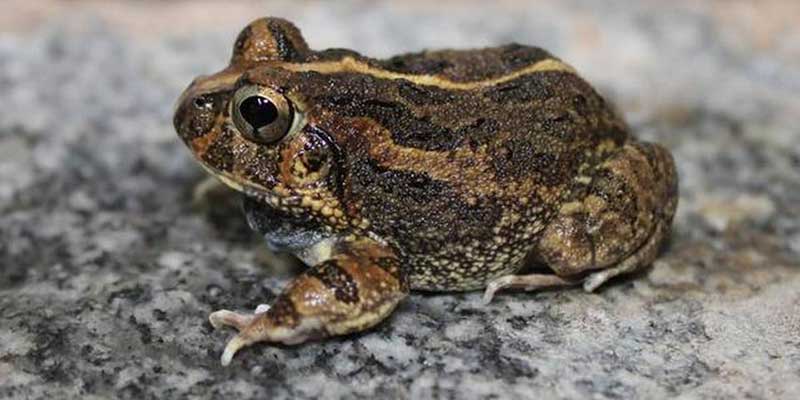 Sphaerotheca Bengaluru frog