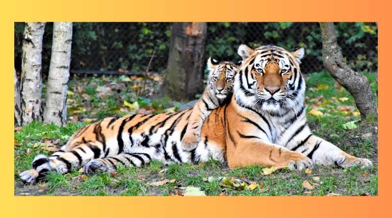 A tiger cub sitting with its mother