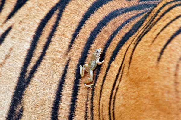 Frog clinging onto tiger