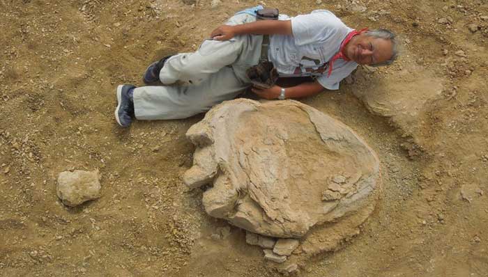 Japanese scientist lies down near the Titanosaur fossil footprint