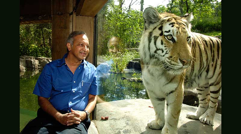 Dr Ullas K. Karanth looking at a tiger cub through a window