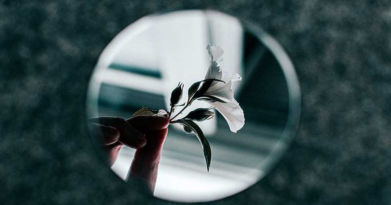 White petalled flower reflected in a mirror