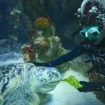 An aquarist underwater inspecting a turtle