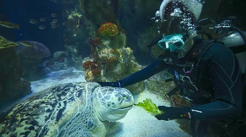 An aquarist underwater inspecting a turtle