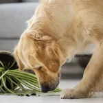 Golden retriever knocked over spider plant
