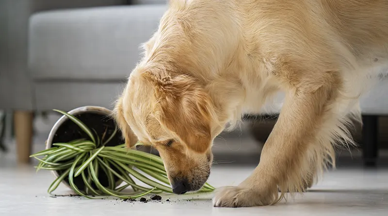 Golden retriever knocked over spider plant
