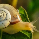 Snail on a leaf